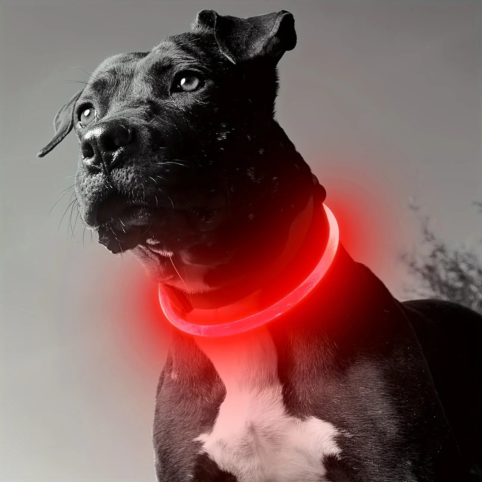 USB Rechargeable LED Dog Collar for Night Walks